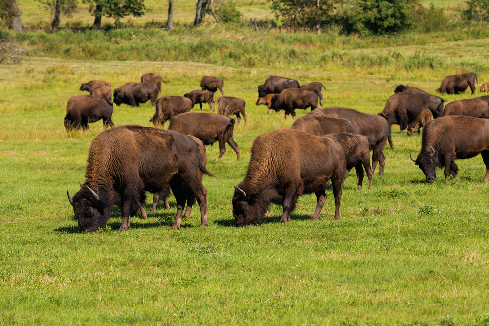 Bison Ranching