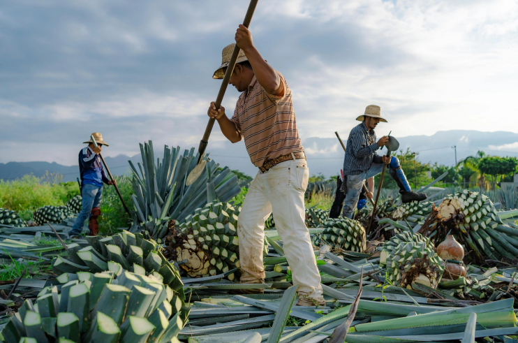Production and Aging of tequila