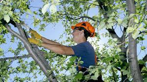 lawn care red deer